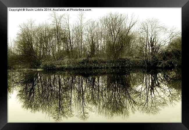  Tree Reflections 2 Framed Print by Gavin Liddle