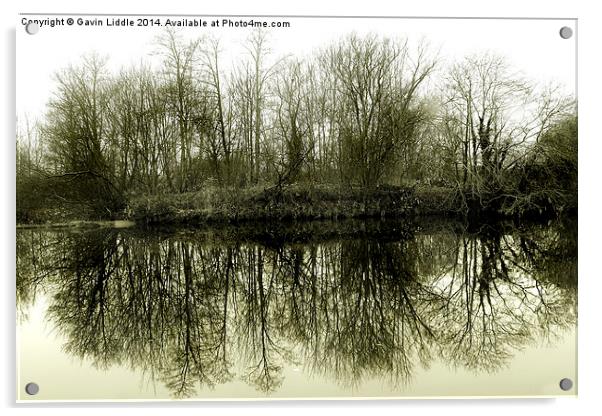  Tree Reflections 2 Acrylic by Gavin Liddle