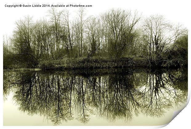  Tree Reflections 2 Print by Gavin Liddle