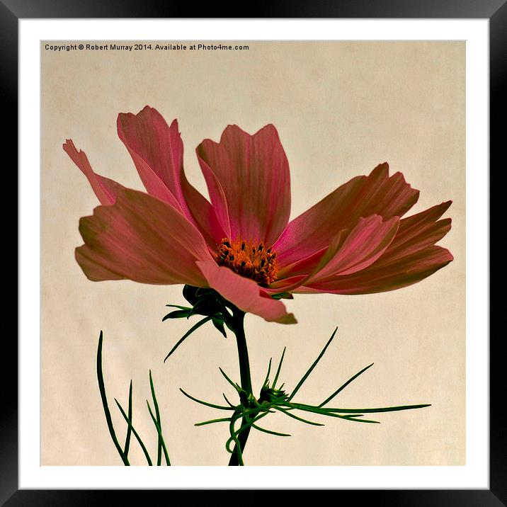  Red Cosmos Framed Mounted Print by Robert Murray