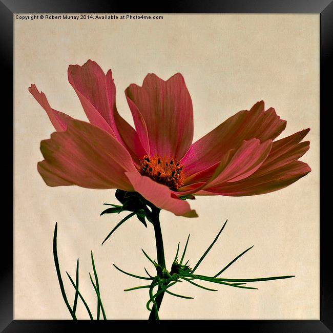  Red Cosmos Framed Print by Robert Murray