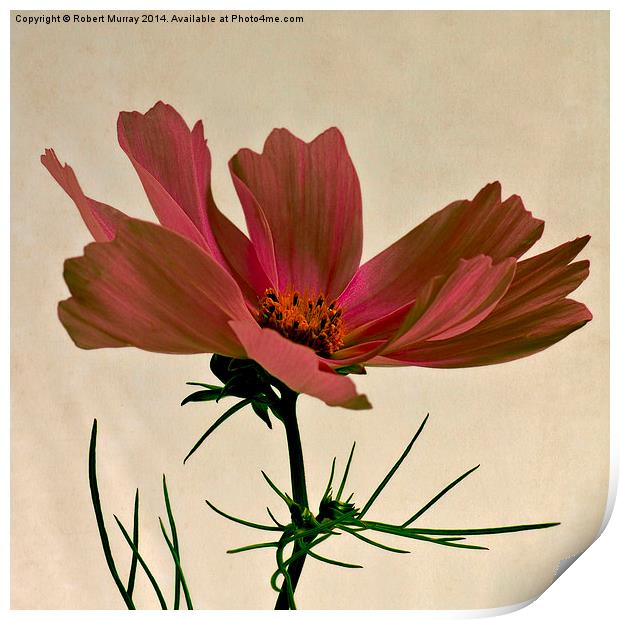  Red Cosmos Print by Robert Murray