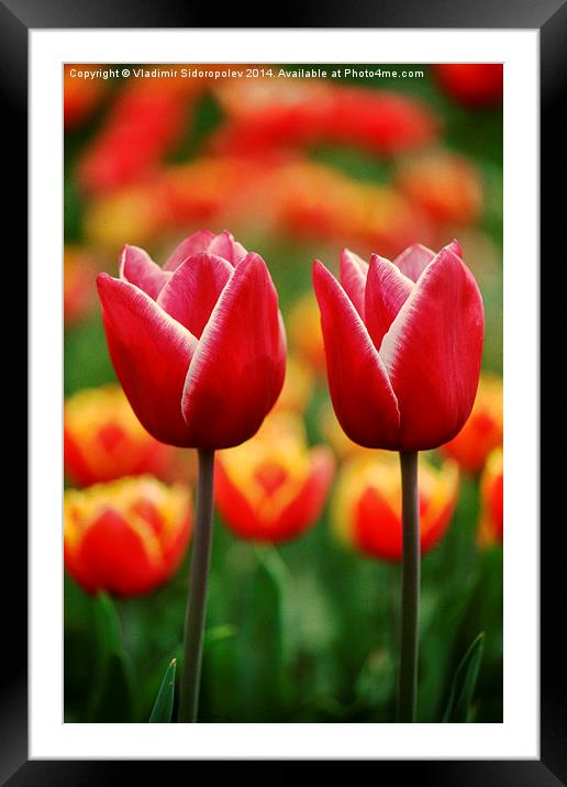  Tulips Framed Mounted Print by Vladimir Sidoropolev