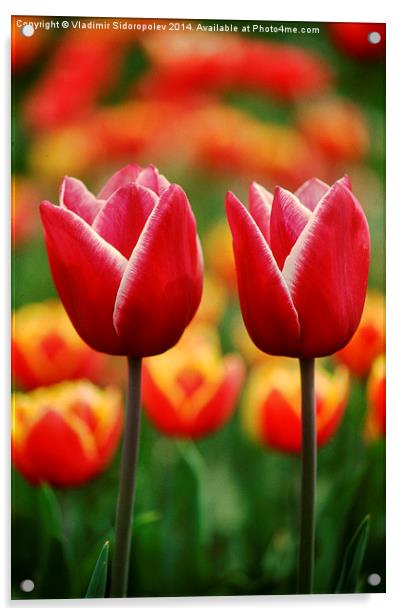  Tulips Acrylic by Vladimir Sidoropolev