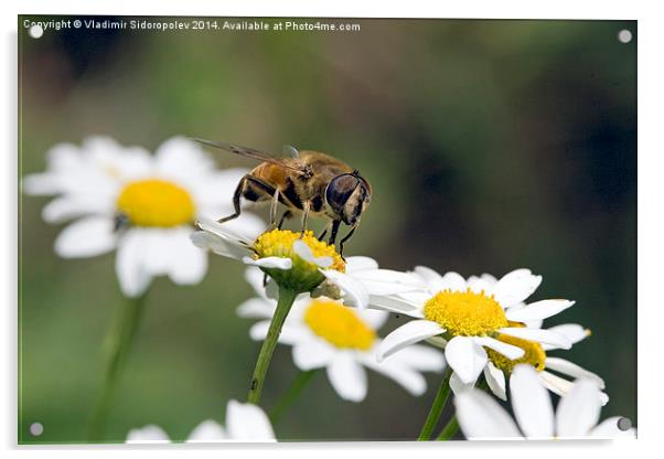  Bee on a flower Acrylic by Vladimir Sidoropolev
