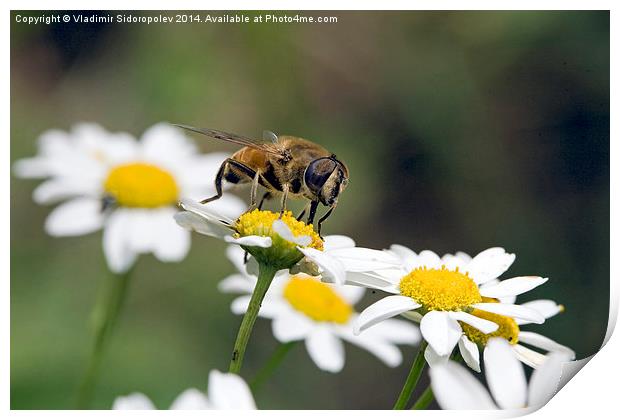  Bee on a flower Print by Vladimir Sidoropolev