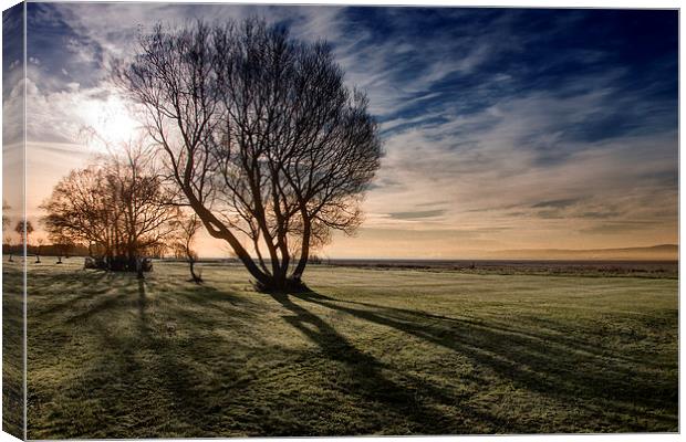  The Tree on the Dee Canvas Print by Rob Lester