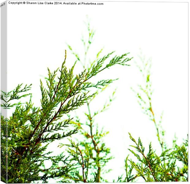  Conifer tops Canvas Print by Sharon Lisa Clarke