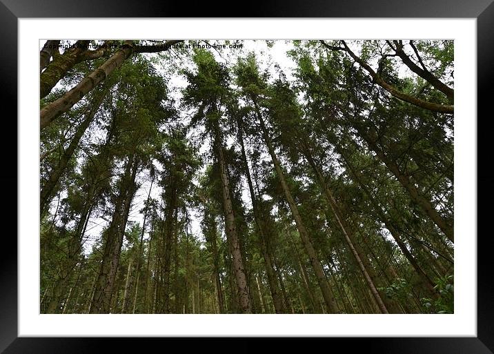  Wide Angle trees Framed Mounted Print by Andrew Heaps