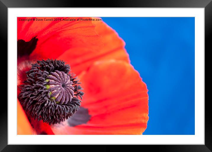 Close up of a Red Poppy Framed Mounted Print by Dave Carroll