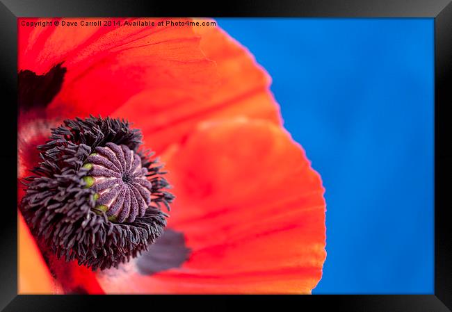 Close up of a Red Poppy Framed Print by Dave Carroll