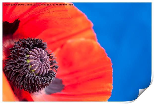 Close up of a Red Poppy Print by Dave Carroll