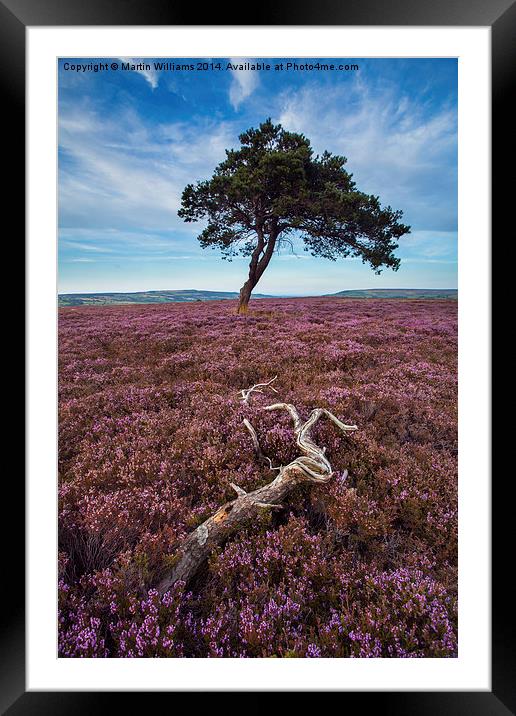  North York Moors Heather Framed Mounted Print by Martin Williams