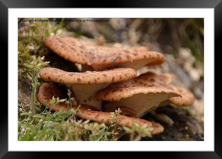  Wild Fungi Framed Mounted Print by Andrew Heaps