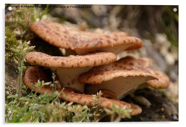  Wild Fungi Acrylic by Andrew Heaps