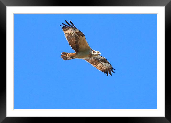  Soaring above Framed Mounted Print by Aaron Casey