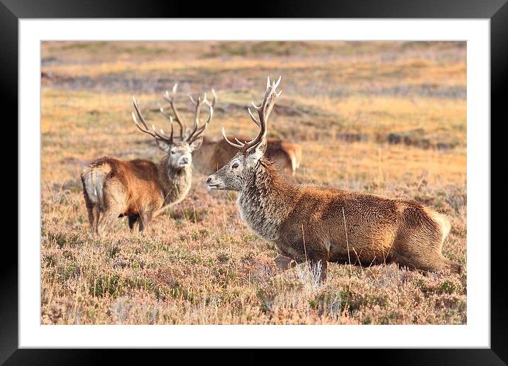  Stag on the march Framed Mounted Print by Aaron Casey