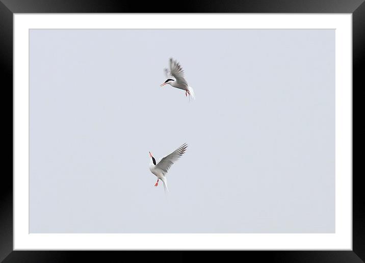  Terns a dancing Framed Mounted Print by Aaron Casey