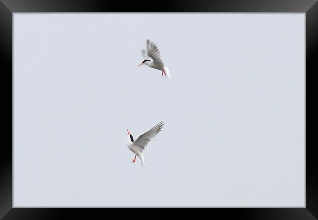  Terns a dancing Framed Print by Aaron Casey