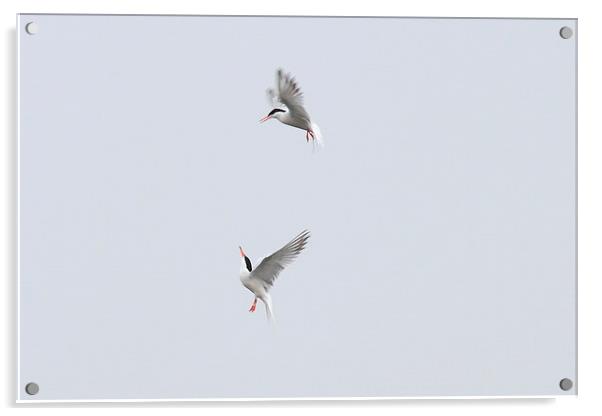  Terns a dancing Acrylic by Aaron Casey