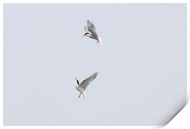  Terns a dancing Print by Aaron Casey