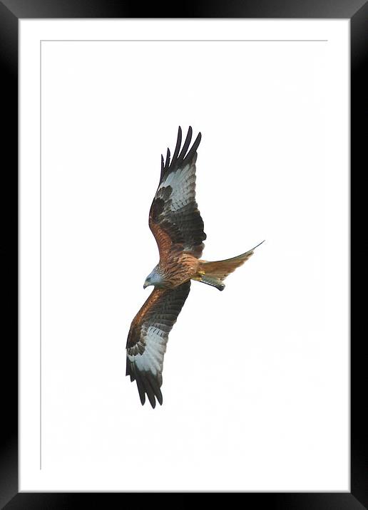  Kite in Flight Framed Mounted Print by Aaron Casey