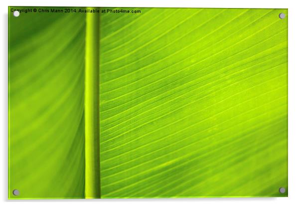  Backlit banana leaf Acrylic by Chris Mann