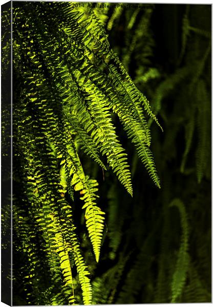  Backlit ferns Canvas Print by Chris Mann