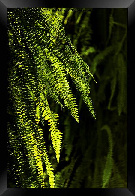  Backlit ferns Framed Print by Chris Mann