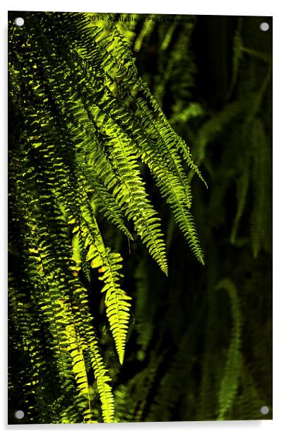  Backlit ferns Acrylic by Chris Mann