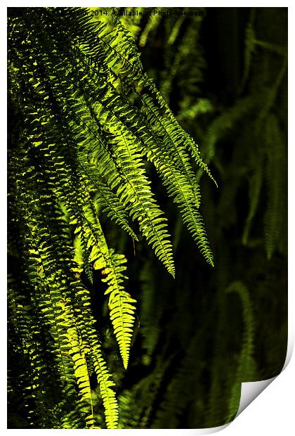  Backlit ferns Print by Chris Mann