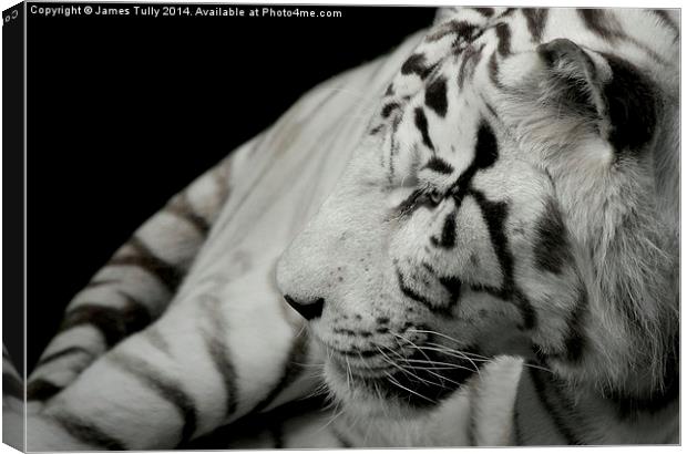  A beatiful white tiger Canvas Print by James Tully