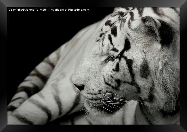 A beatiful white tiger Framed Print by James Tully