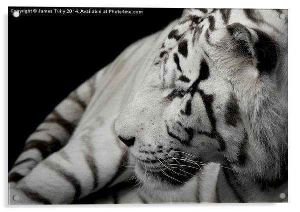  A beatiful white tiger Acrylic by James Tully