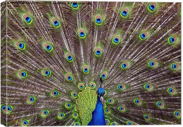  Magnificent Peacock Canvas Print by Keira Harvey