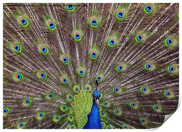  Magnificent Peacock Print by Keira Harvey