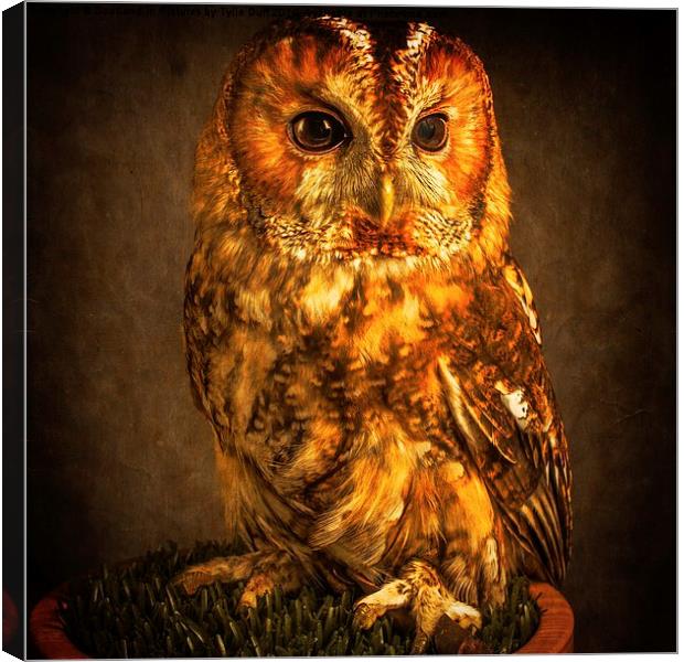 Tawny Owl Canvas Print by Tylie Duff Photo Art