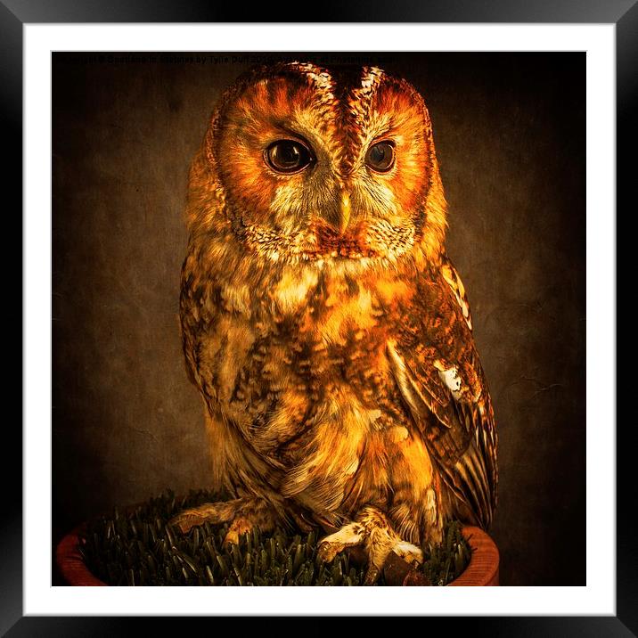 The Mysterious Tawny Owl Framed Mounted Print by Tylie Duff Photo Art