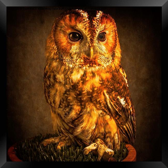 The Mysterious Tawny Owl Framed Print by Tylie Duff Photo Art
