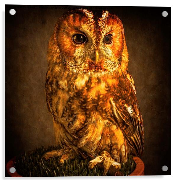  Tawny Owl Acrylic by Tylie Duff Photo Art
