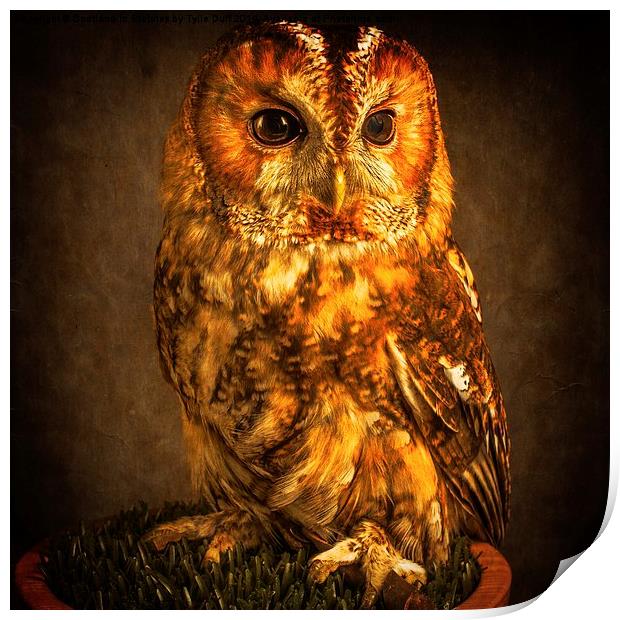 The Mysterious Tawny Owl Print by Tylie Duff Photo Art