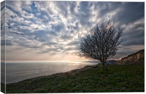  Cliff-top tree.  Canvas Print by Mark Godden