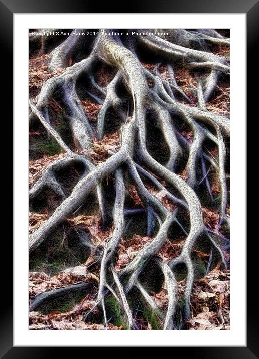  Meandering tree roots Framed Mounted Print by Avril Harris