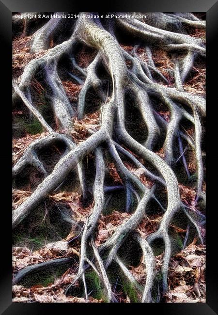 Meandering tree roots Framed Print by Avril Harris