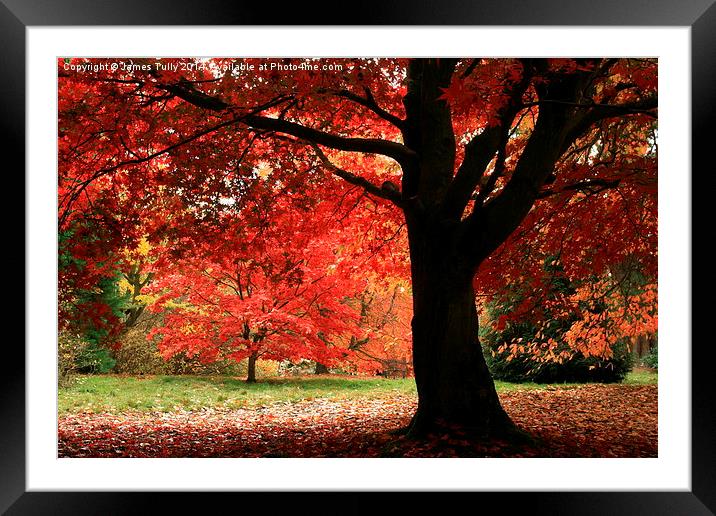  A crimson tide of colour Framed Mounted Print by James Tully