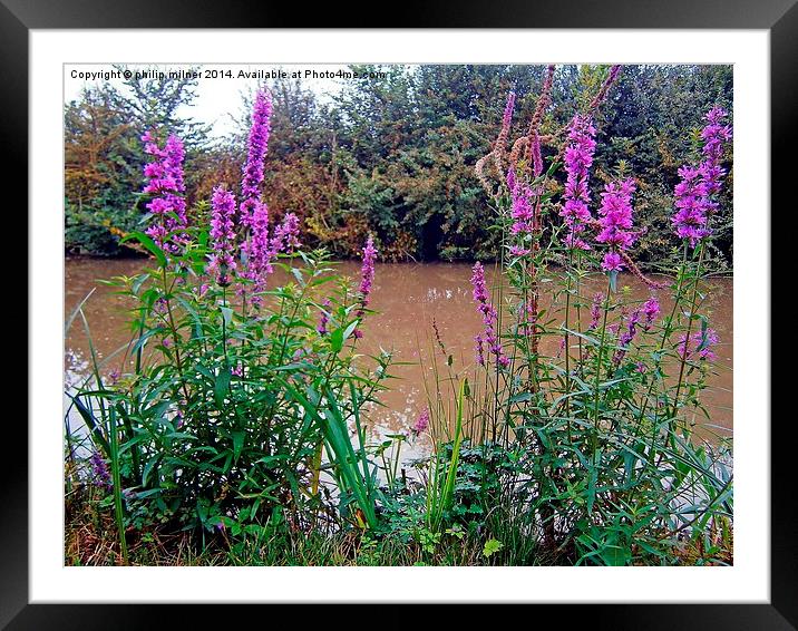  Canal Side Flowers  Framed Mounted Print by philip milner