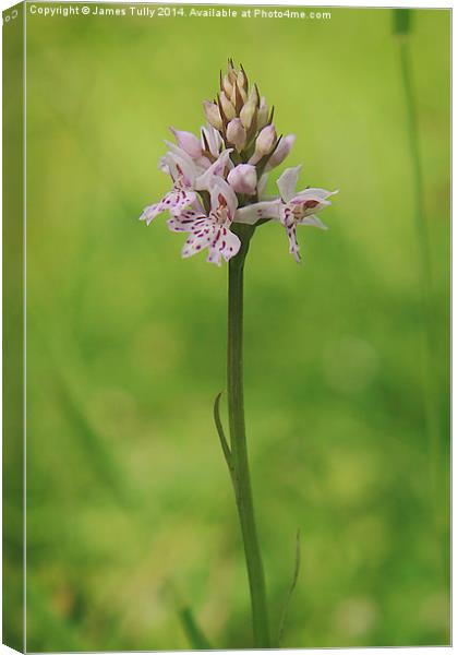Native British flowers, the common spotted orchid Canvas Print by James Tully
