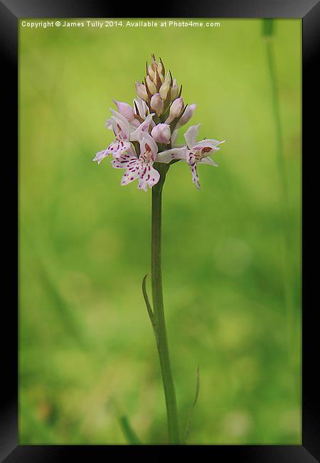 Native British flowers, the common spotted orchid Framed Print by James Tully