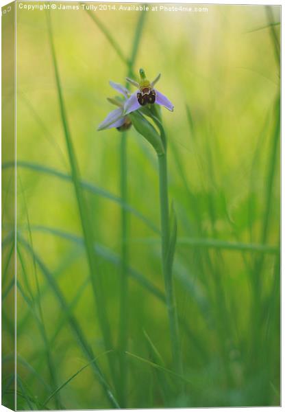  The beautiful native bee orchid emerges through t Canvas Print by James Tully