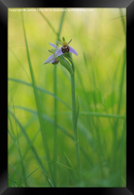  The beautiful native bee orchid emerges through t Framed Print by James Tully